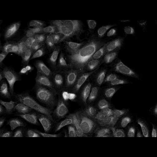  NCBI Organism:Homo sapiens; Cell Components:cell Biological process:response to chemical stimulus