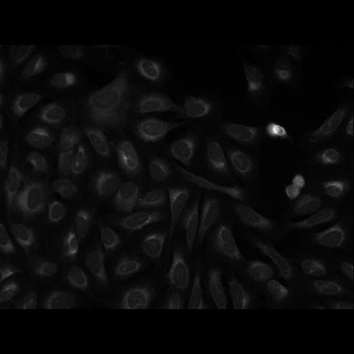  NCBI Organism:Homo sapiens; Cell Components:cell Biological process:response to chemical stimulus