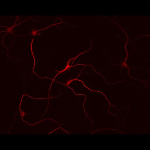  NCBI Organism:Rattus; Cell Types:multipolar neuron Cell Components:cytoskeleton, microtubule cytoskeleton, dendrite; Biological process:neuron development, dendrite development;