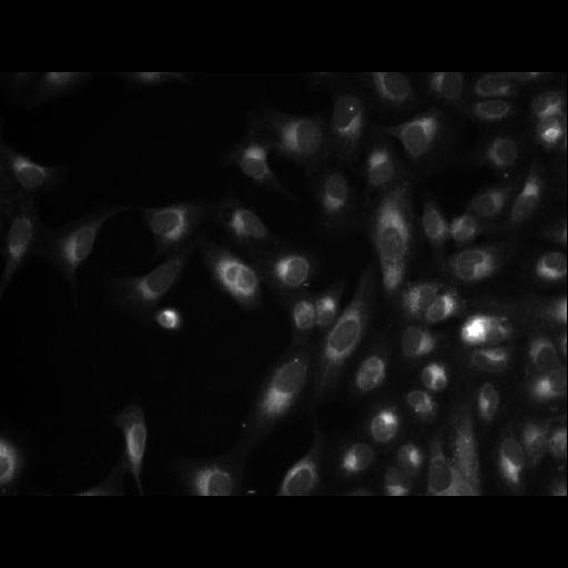  NCBI Organism:Homo sapiens; Cell Components:cell Biological process:response to chemical stimulus