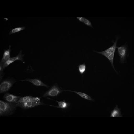 NCBI Organism:Homo sapiens; Cell Components:cell Biological process:response to chemical stimulus