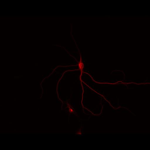  NCBI Organism:Rattus; Cell Types:multipolar neuron Cell Components:cytoskeleton, microtubule cytoskeleton, dendrite; Biological process:neuron development, dendrite development;