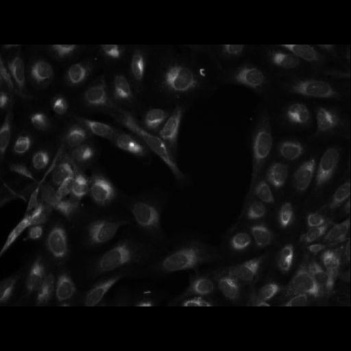  NCBI Organism:Homo sapiens; Cell Components:cell Biological process:response to chemical stimulus