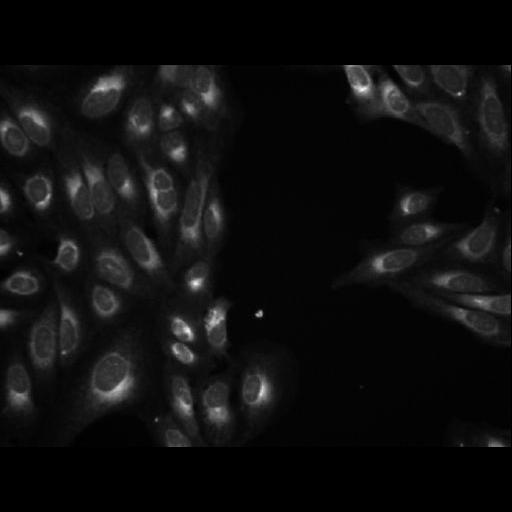  NCBI Organism:Homo sapiens; Cell Components:cell Biological process:response to chemical stimulus