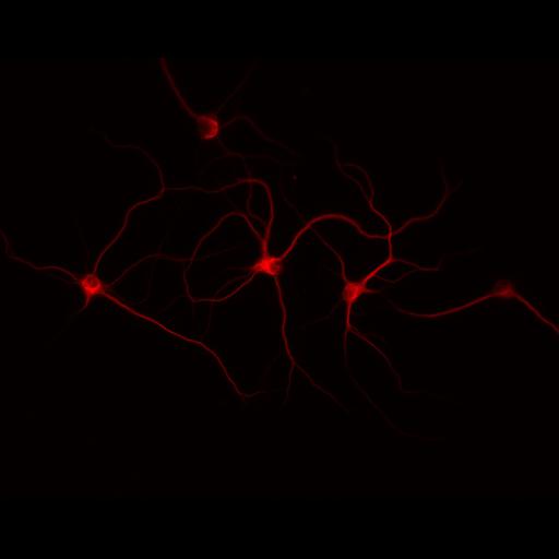  NCBI Organism:Rattus; Cell Types:multipolar neuron Cell Components:cytoskeleton, microtubule cytoskeleton, dendrite; Biological process:neuron development, dendrite development;