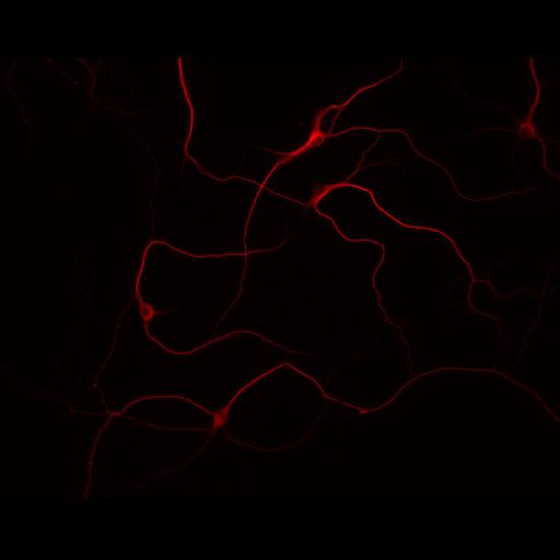  NCBI Organism:Rattus; Cell Types:multipolar neuron Cell Components:cytoskeleton, microtubule cytoskeleton, dendrite; Biological process:neuron development, dendrite development;