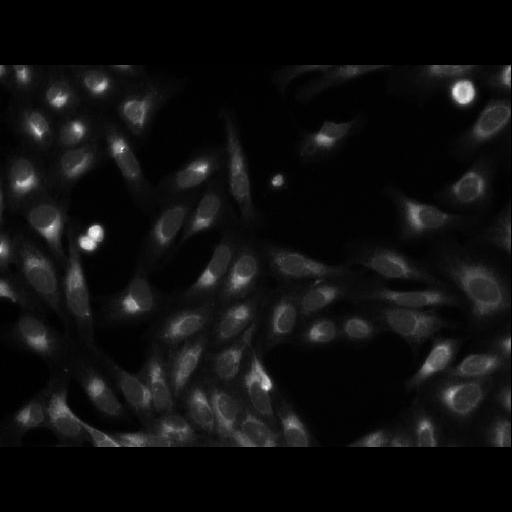  NCBI Organism:Homo sapiens; Cell Components:cell Biological process:response to chemical stimulus