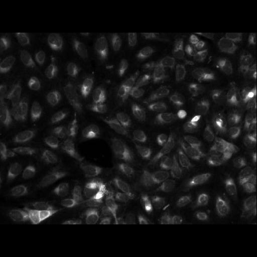  NCBI Organism:Homo sapiens; Cell Components:cell Biological process:response to chemical stimulus