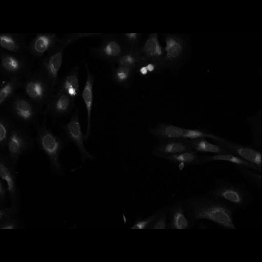  NCBI Organism:Homo sapiens; Cell Components:cell Biological process:response to chemical stimulus