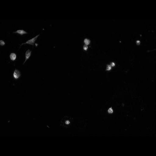  NCBI Organism:Homo sapiens; Cell Components:cell Biological process:response to chemical stimulus