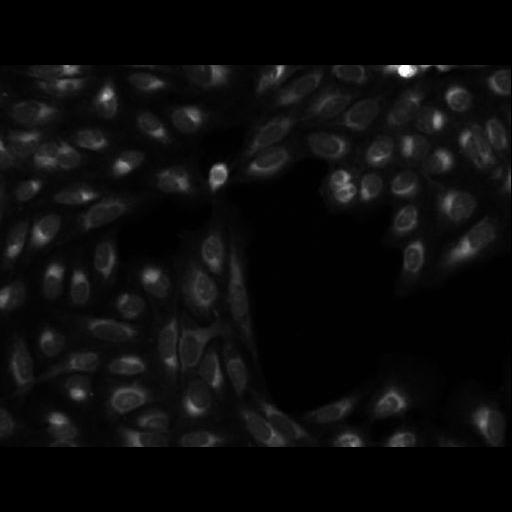  NCBI Organism:Homo sapiens; Cell Components:cell Biological process:response to chemical stimulus