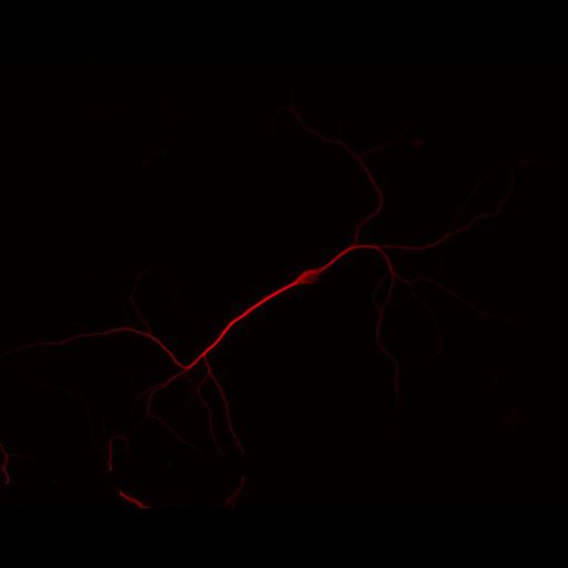  NCBI Organism:Rattus; Cell Types:multipolar neuron Cell Components:cytoskeleton, microtubule cytoskeleton, dendrite; Biological process:neuron development, dendrite development;