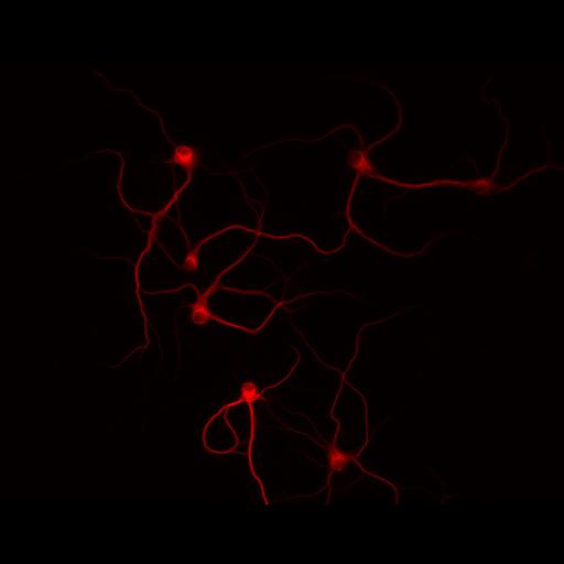  NCBI Organism:Rattus; Cell Types:multipolar neuron Cell Components:cytoskeleton, microtubule cytoskeleton, dendrite; Biological process:neuron development, dendrite development;