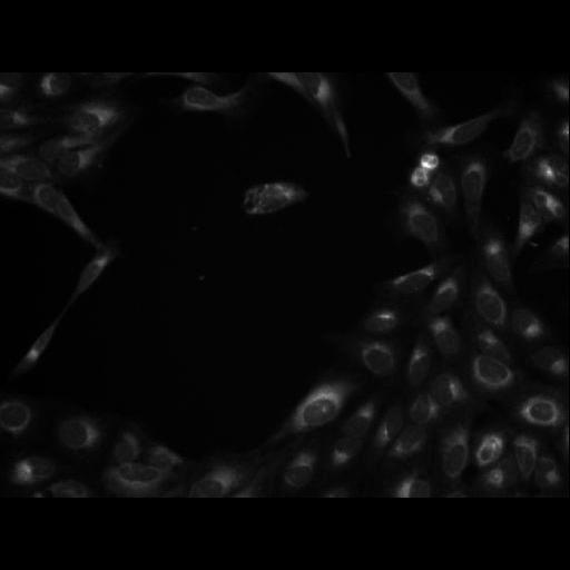  NCBI Organism:Homo sapiens; Cell Components:cell Biological process:response to chemical stimulus