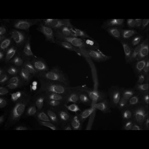  NCBI Organism:Homo sapiens; Cell Components:cell Biological process:response to chemical stimulus