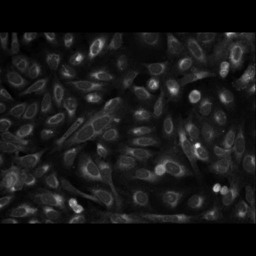  NCBI Organism:Homo sapiens; Cell Components:cell Biological process:response to chemical stimulus