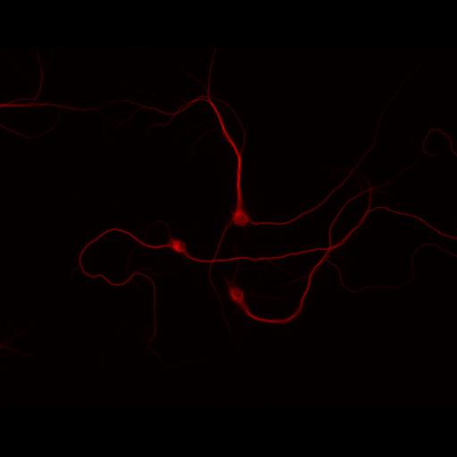  NCBI Organism:Rattus; Cell Types:multipolar neuron Cell Components:cytoskeleton, microtubule cytoskeleton, dendrite; Biological process:neuron development, dendrite development;