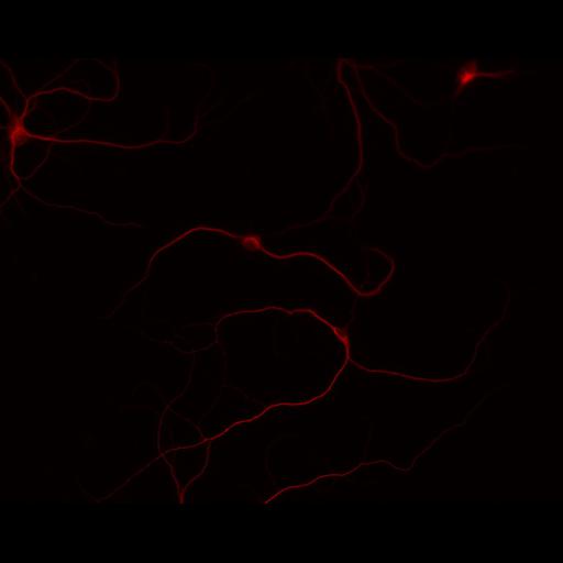  NCBI Organism:Rattus; Cell Types:multipolar neuron Cell Components:cytoskeleton, microtubule cytoskeleton, dendrite; Biological process:neuron development, dendrite development;