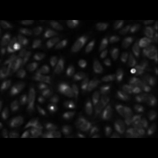  NCBI Organism:Homo sapiens; Cell Components:cell Biological process:response to chemical stimulus