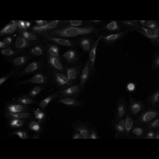  NCBI Organism:Homo sapiens; Cell Components:cell Biological process:response to chemical stimulus