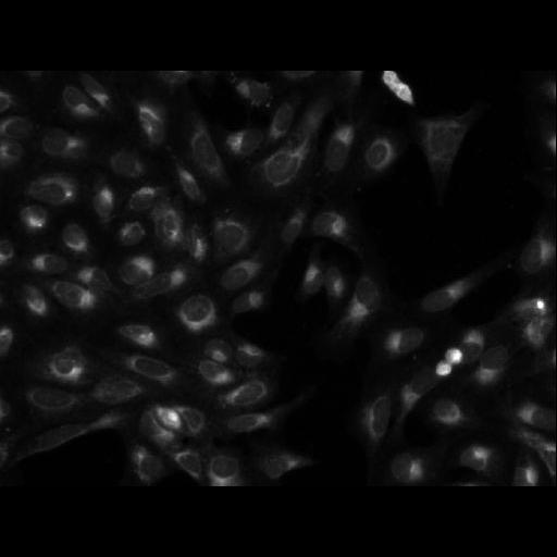  NCBI Organism:Homo sapiens; Cell Components:cell Biological process:response to chemical stimulus