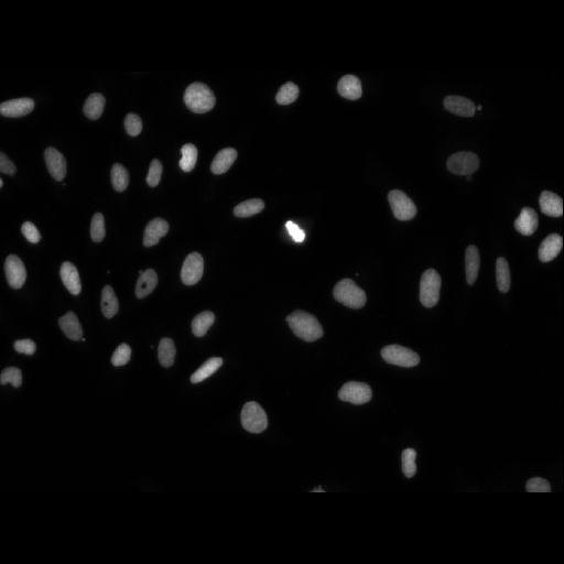  NCBI Organism:Homo sapiens; Cell Components:cell Biological process:response to chemical stimulus