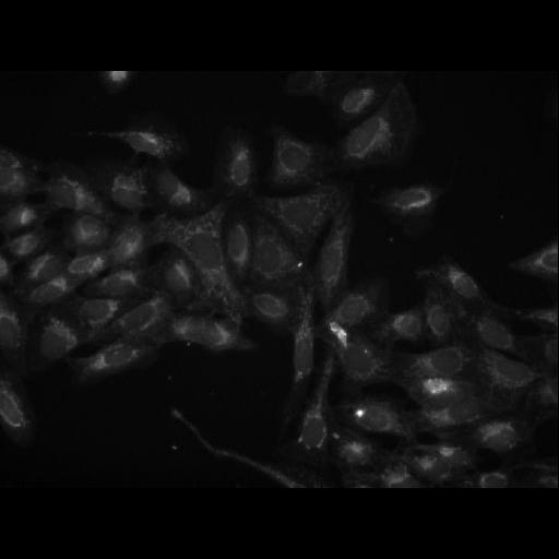  NCBI Organism:Homo sapiens; Cell Components:cell Biological process:response to chemical stimulus