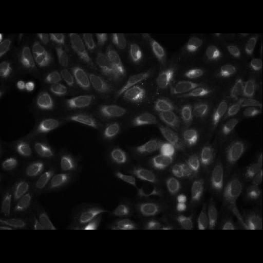  NCBI Organism:Homo sapiens; Cell Components:cell Biological process:response to chemical stimulus