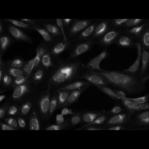  NCBI Organism:Homo sapiens; Cell Components:cell Biological process:response to chemical stimulus