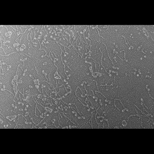  NCBI Organism:Oryctolagus cuniculus; Cell Types:skeletal muscle cell Cell Components:cytoskeleton Biological process:skeletal muscle contraction