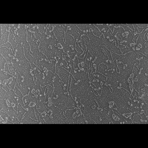  NCBI Organism:Oryctolagus cuniculus; Cell Types:skeletal muscle cell Cell Components:cytoskeleton Biological process:skeletal muscle contraction