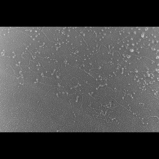  NCBI Organism:Oryctolagus cuniculus; Cell Types:skeletal muscle cell Cell Components:cytoskeleton Biological process:skeletal muscle contraction