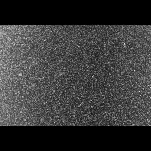  NCBI Organism:Oryctolagus cuniculus; Cell Types:skeletal muscle cell Cell Components:cytoskeleton Biological process:skeletal muscle contraction