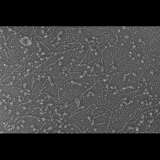  NCBI Organism:Oryctolagus cuniculus; Cell Types:skeletal muscle cell Cell Components:cytoskeleton Biological process:skeletal muscle contraction