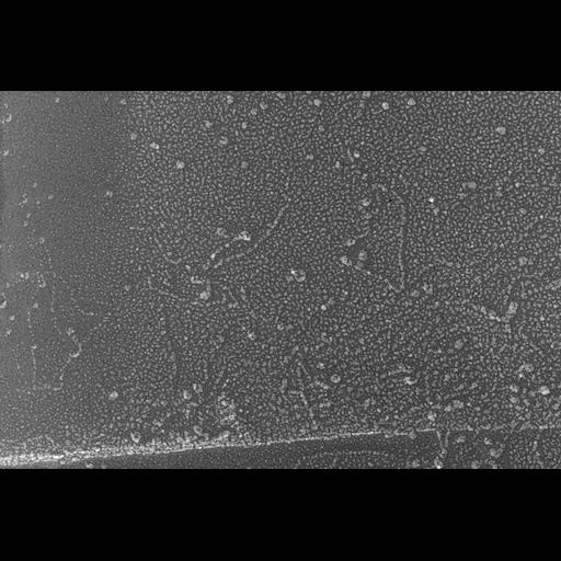  NCBI Organism:Oryctolagus cuniculus; Cell Types:skeletal muscle cell Cell Components:cytoskeleton Biological process:skeletal muscle contraction