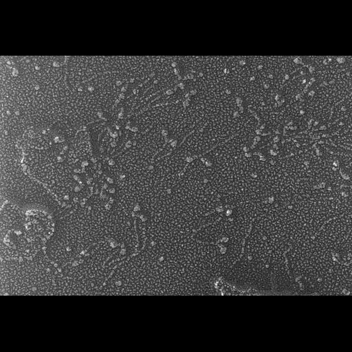  NCBI Organism:Oryctolagus cuniculus; Cell Types:skeletal muscle cell Cell Components:cytoskeleton Biological process:skeletal muscle contraction