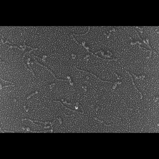  NCBI Organism:Oryctolagus cuniculus; Cell Types:skeletal muscle cell Cell Components:cytoskeleton Biological process:skeletal muscle contraction