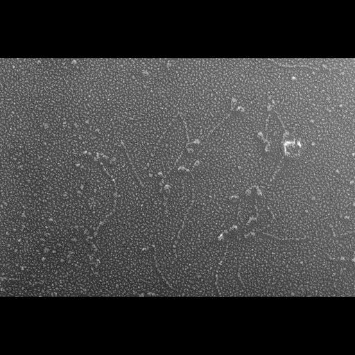  NCBI Organism:Oryctolagus cuniculus; Cell Types:skeletal muscle cell Cell Components:cytoskeleton Biological process:skeletal muscle contraction