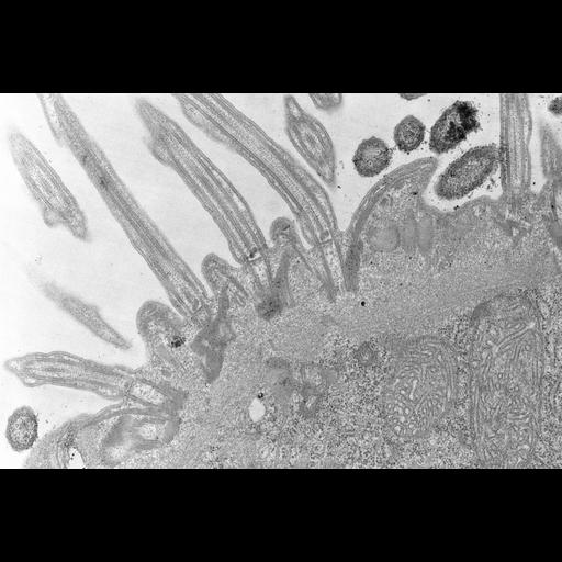  NCBI Organism:Didinium nasutum; Cell Types:eukaryotic cell, , ; Cell Components:cell cortex, cilium, microtubule basal body, ciliary rootlet, axoneme, ; Biological process:microtubule cytoskeleton organization, ciliary cell motility, detection of symbiotic bacterium;