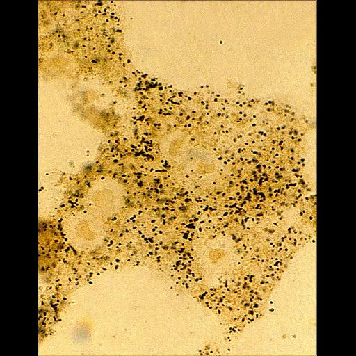  NCBI Organism:Rattus sp.; Cell Types:hepatocyte Cell Components:peroxisome