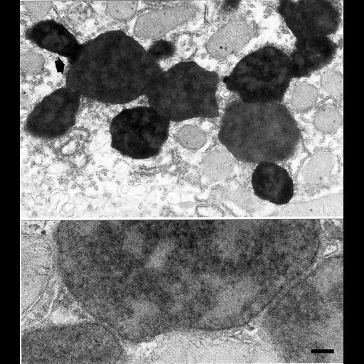  NCBI Organism:Rattus sp.; Cell Types:parenchymal cell Cell Components:peroxisome Biological process:peroxisome fission