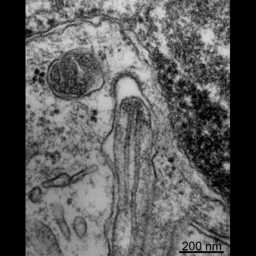  NCBI Organism:Rattus; Cell Components:primary cilium