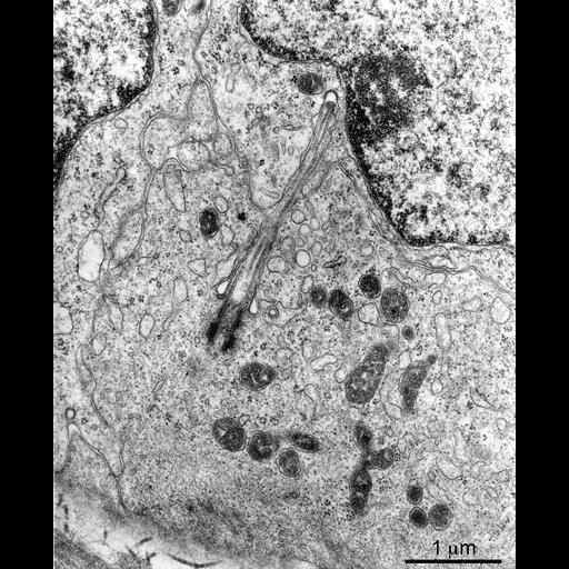  NCBI Organism:Rattus;