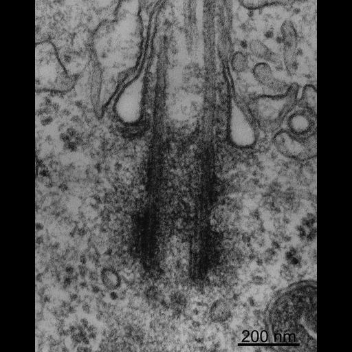  NCBI Organism:Rattus;