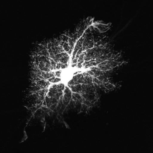  NCBI Organism:Rattus norvegicus; Cell Types:astrocyte, astrocyte of the hippocampus; Cell Components:cell projection cytoplasm, cell body; Biological process:forebrain astrocyte development, cell projection organization;