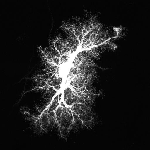  NCBI Organism:Rattus norvegicus; Cell Types:astrocyte, astrocyte of the hippocampus; Cell Components:cell projection cytoplasm, cell body; Biological process:forebrain astrocyte development, cell projection organization;