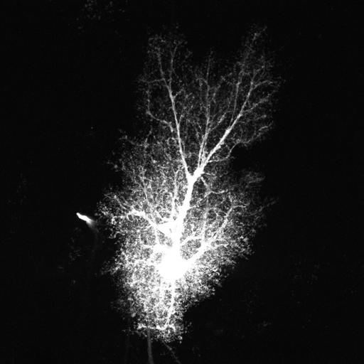  NCBI Organism:Rattus norvegicus; Cell Types:astrocyte, astrocyte of the hippocampus; Cell Components:cell projection cytoplasm, cell body; Biological process:forebrain astrocyte development, cell projection organization;