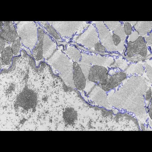  NCBI Organism:Macaca mulatta; Cell Types:kidney glomerular epithelial cell