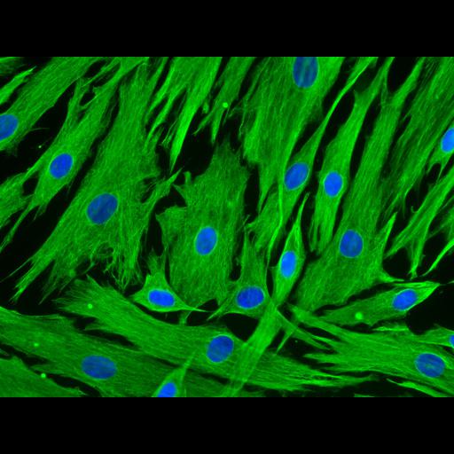  NCBI Organism:Homo sapiens; Cell Types:hair follicle dermal papilla cell Cell Components:, nucleus;