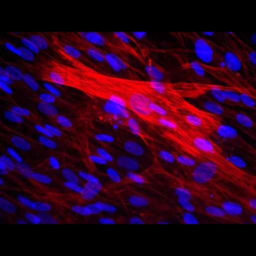  NCBI Organism:Rattus norvegicus; Cell Types:skeletal muscle cell Cell Components:actin filament, nucleus;